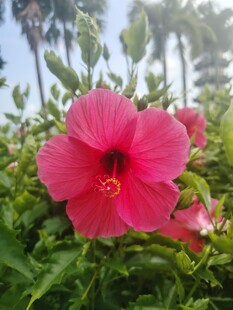 木槿花