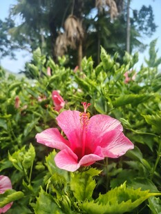 木槿花
