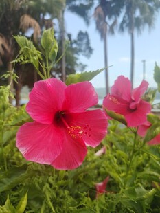 木槿花