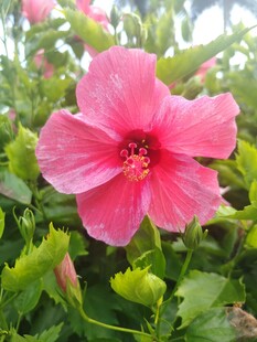 木槿花