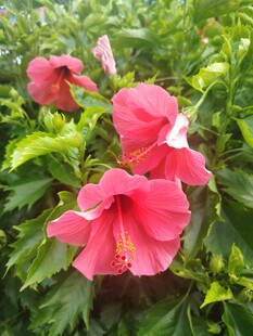 木槿花
