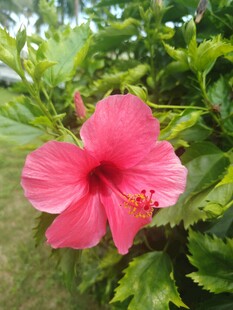 木槿花