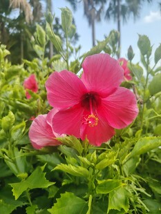 木槿花