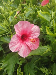 木槿花