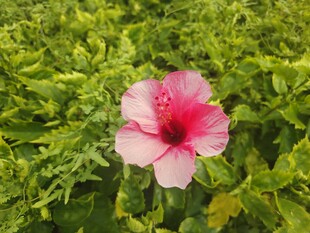 木槿花