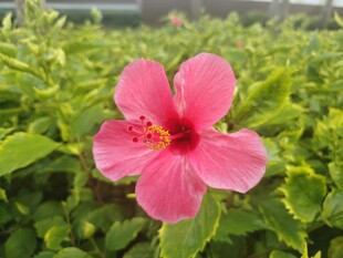 木槿花