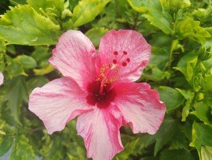 木槿花