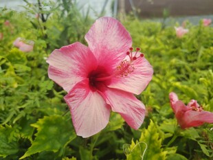 木槿花