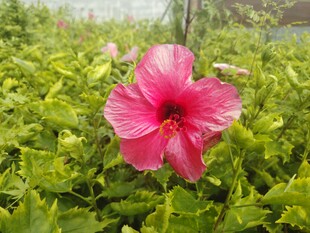 木槿花