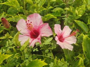 木槿花