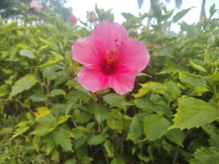 木槿花