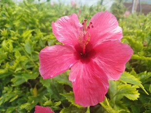 木槿花
