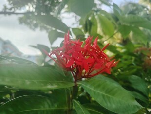 龙船花