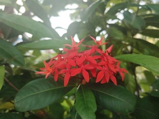 龙船花