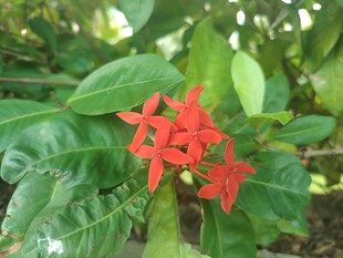 龙船花