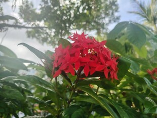 龙船花