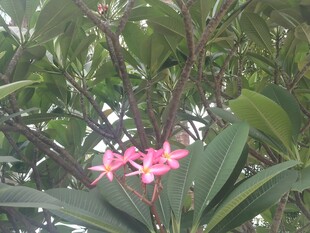 鸡蛋花