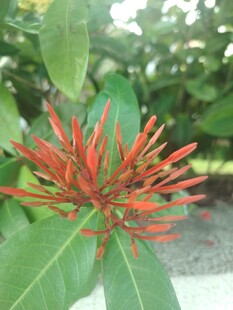 龙船花