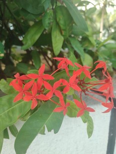 龙船花