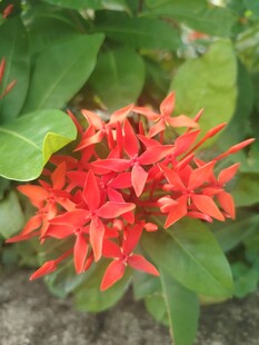 龙船花