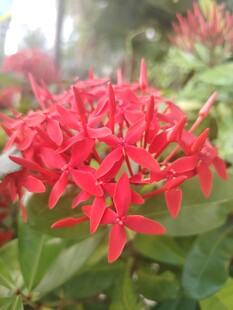 龙船花