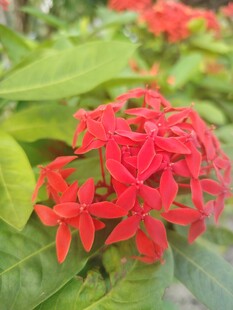 龙船花