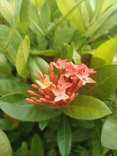 龙船花