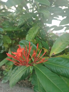 龙船花