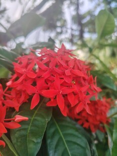 龙船花