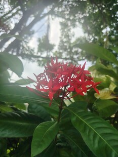 龙船花