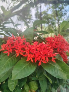 龙船花