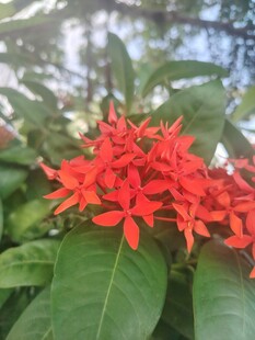 龙船花