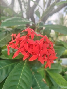 龙船花