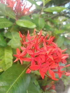 龙船花