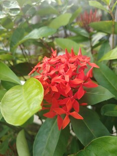 龙船花