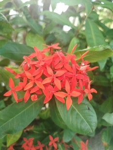 龙船花