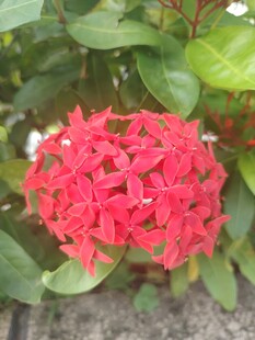 龙船花
