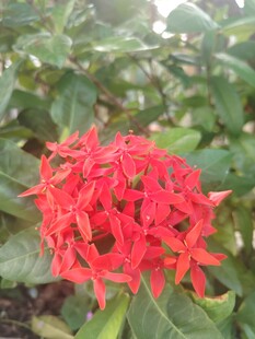 龙船花