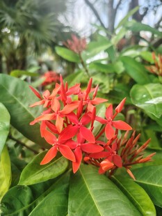 龙船花
