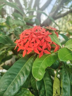 龙船花