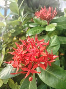 龙船花