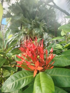 龙船花