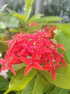 龙船花