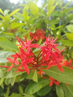龙船花