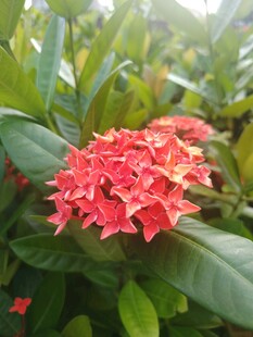 龙船花