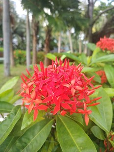 龙船花