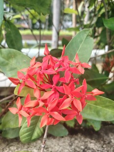 龙船花