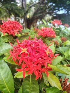 龙船花
