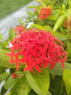龙船花