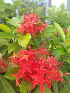 龙船花
